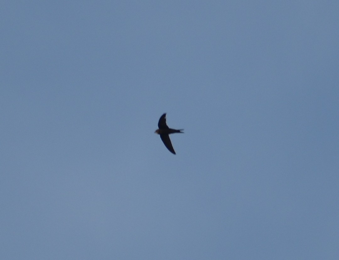 Vencejo Común - ML628348297