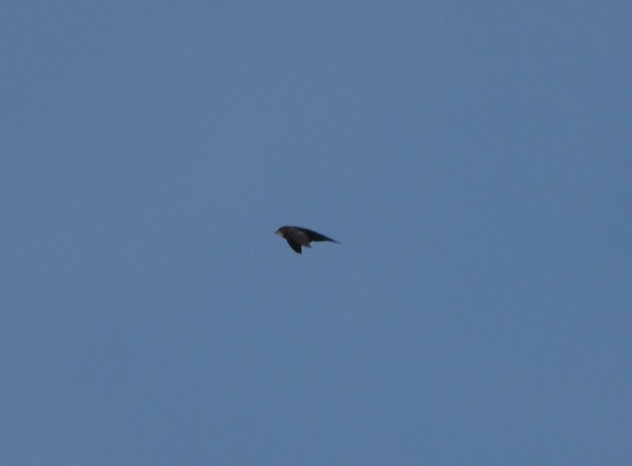 Vencejo Común - ML628348298