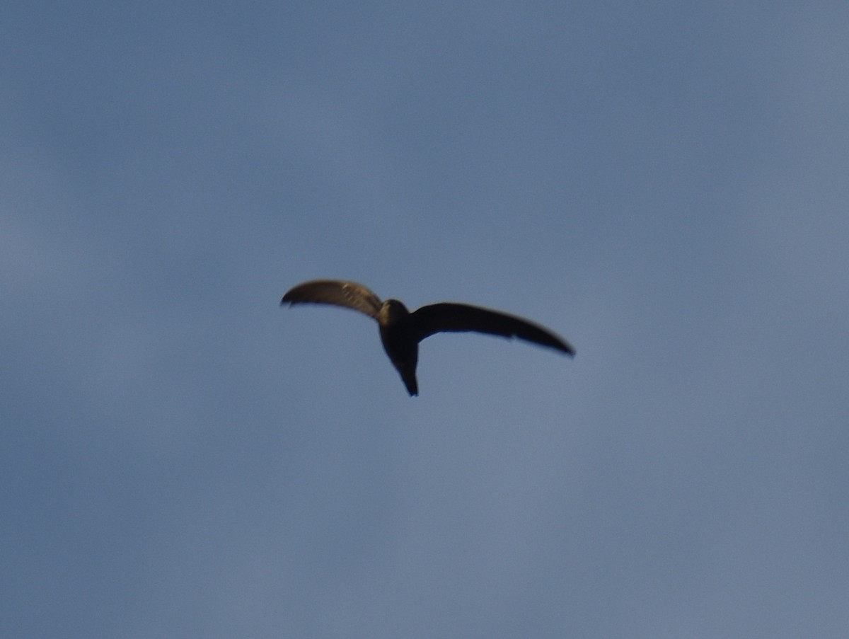 Vencejo Común - ML628348301