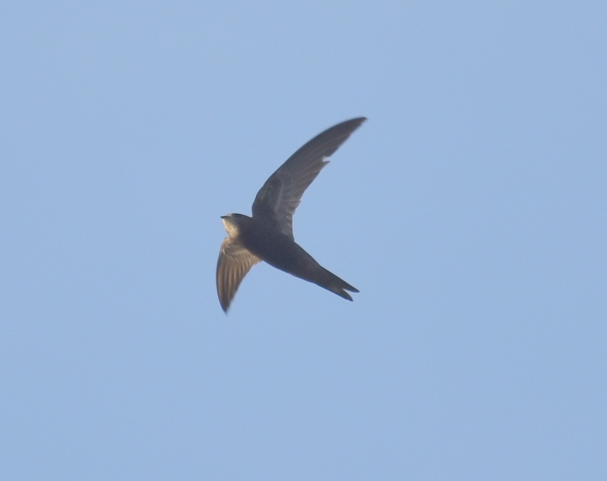 Vencejo Común - ML628348306