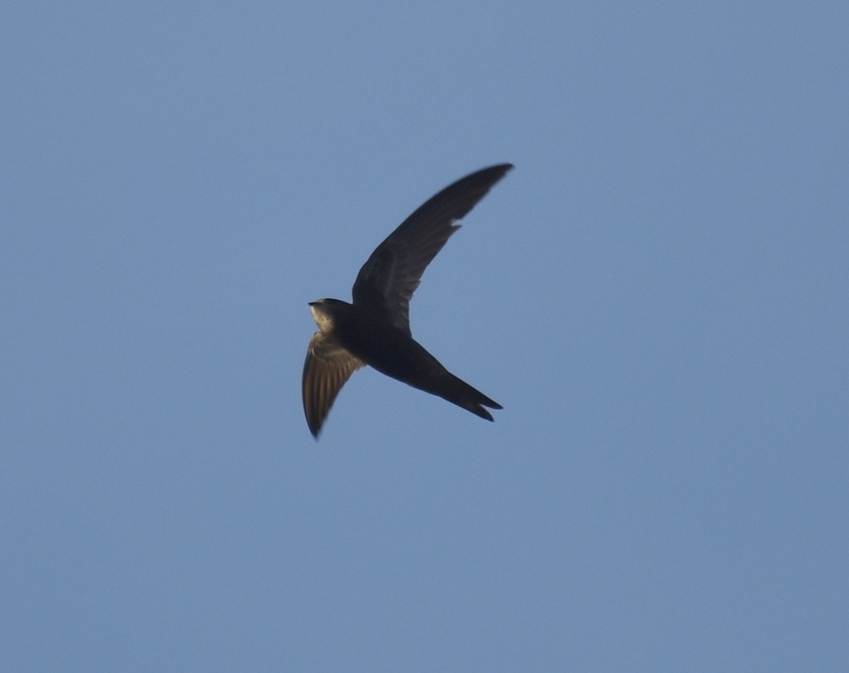 Vencejo Común - ML628348308