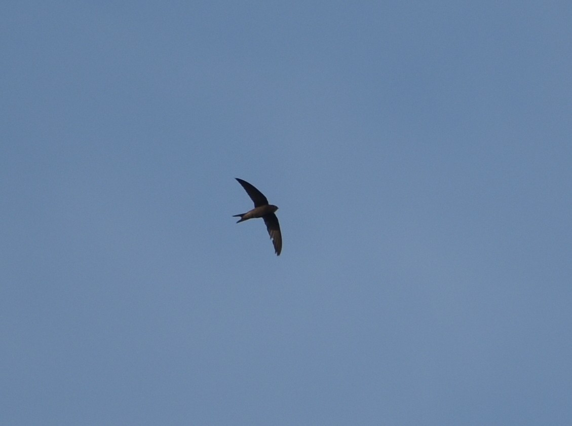 Vencejo Común - ML628348310