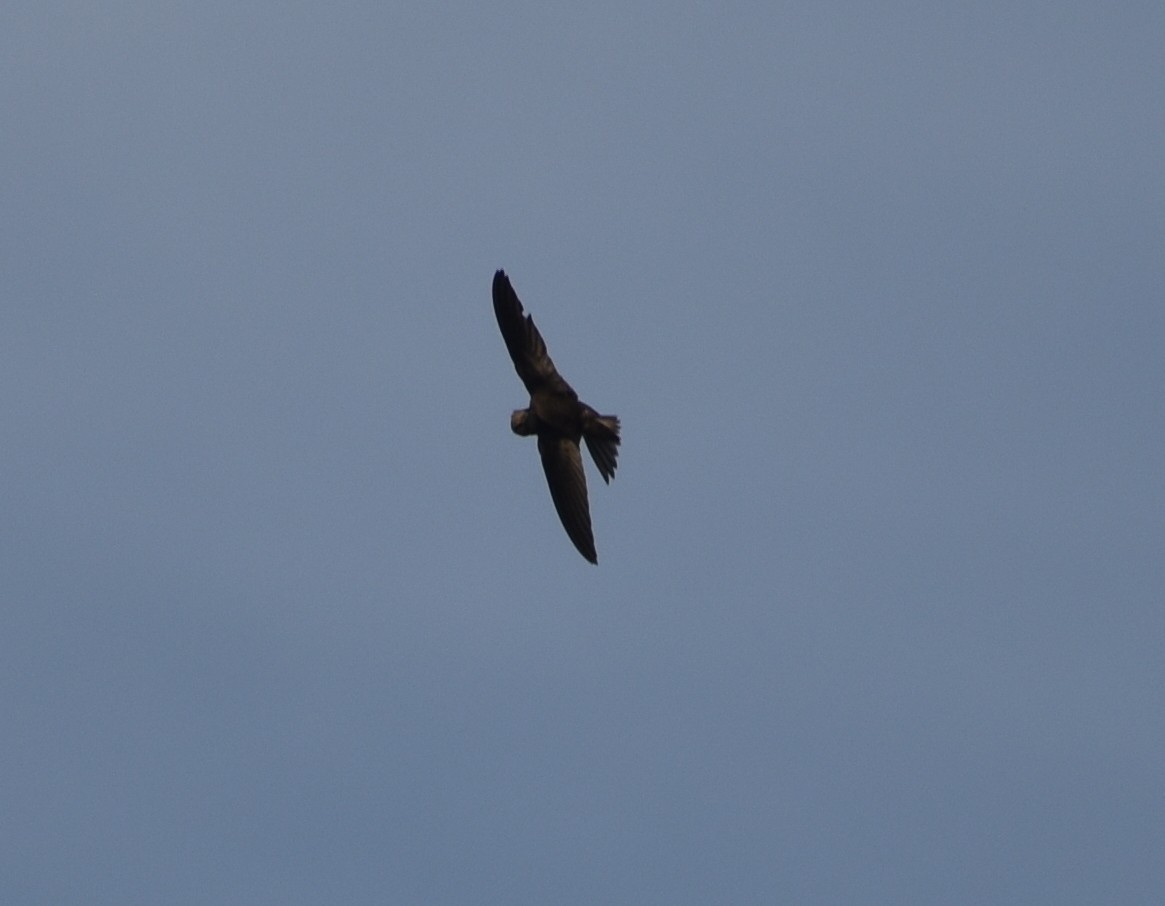 Vencejo Común - ML628348311