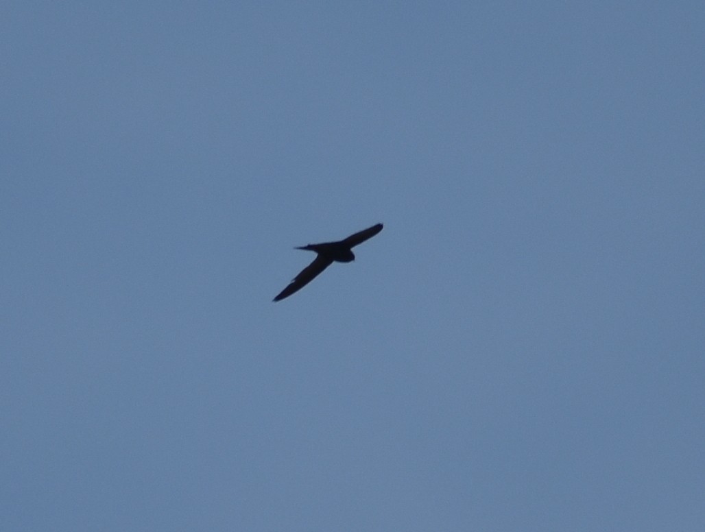 Vencejo Común - ML628348312