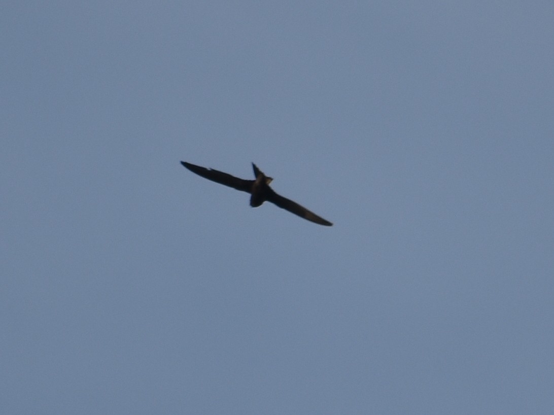 Vencejo Común - ML628348313