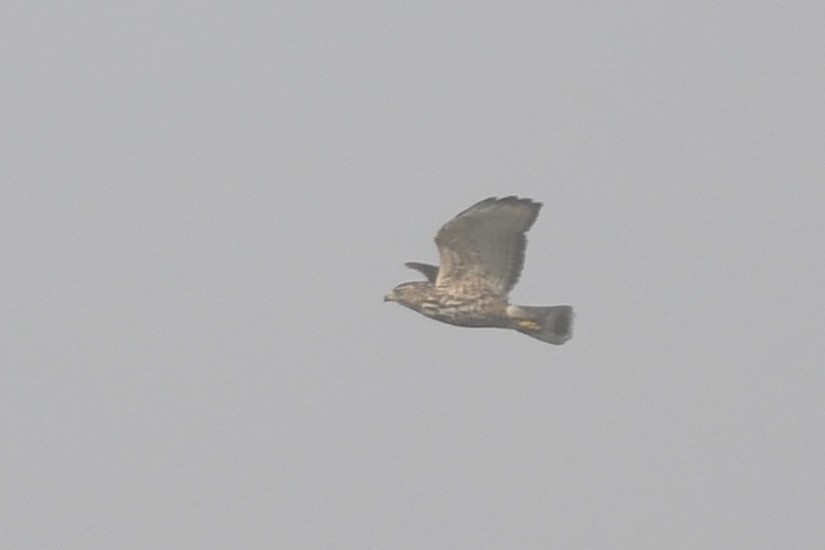 Broad-winged Hawk - ML628348320