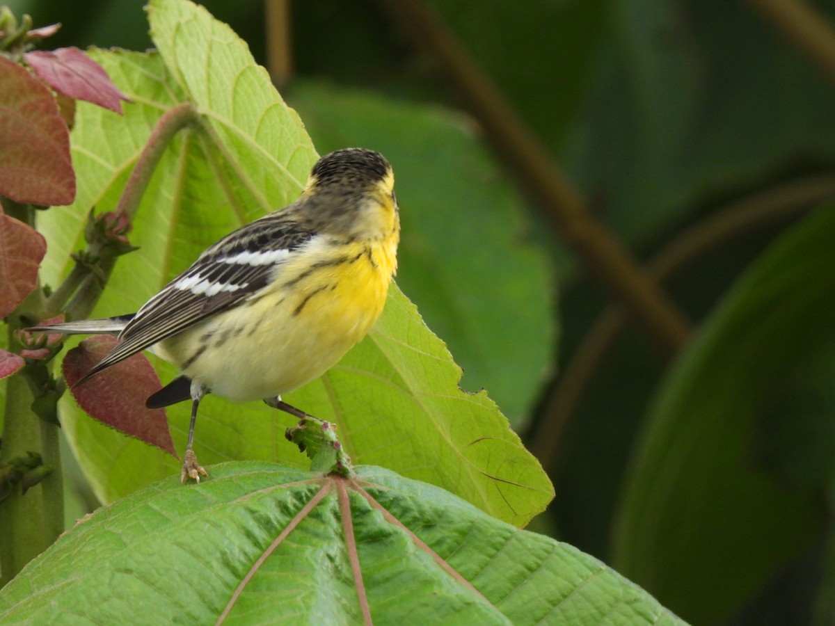 Blackburnian Warbler - ML628348349