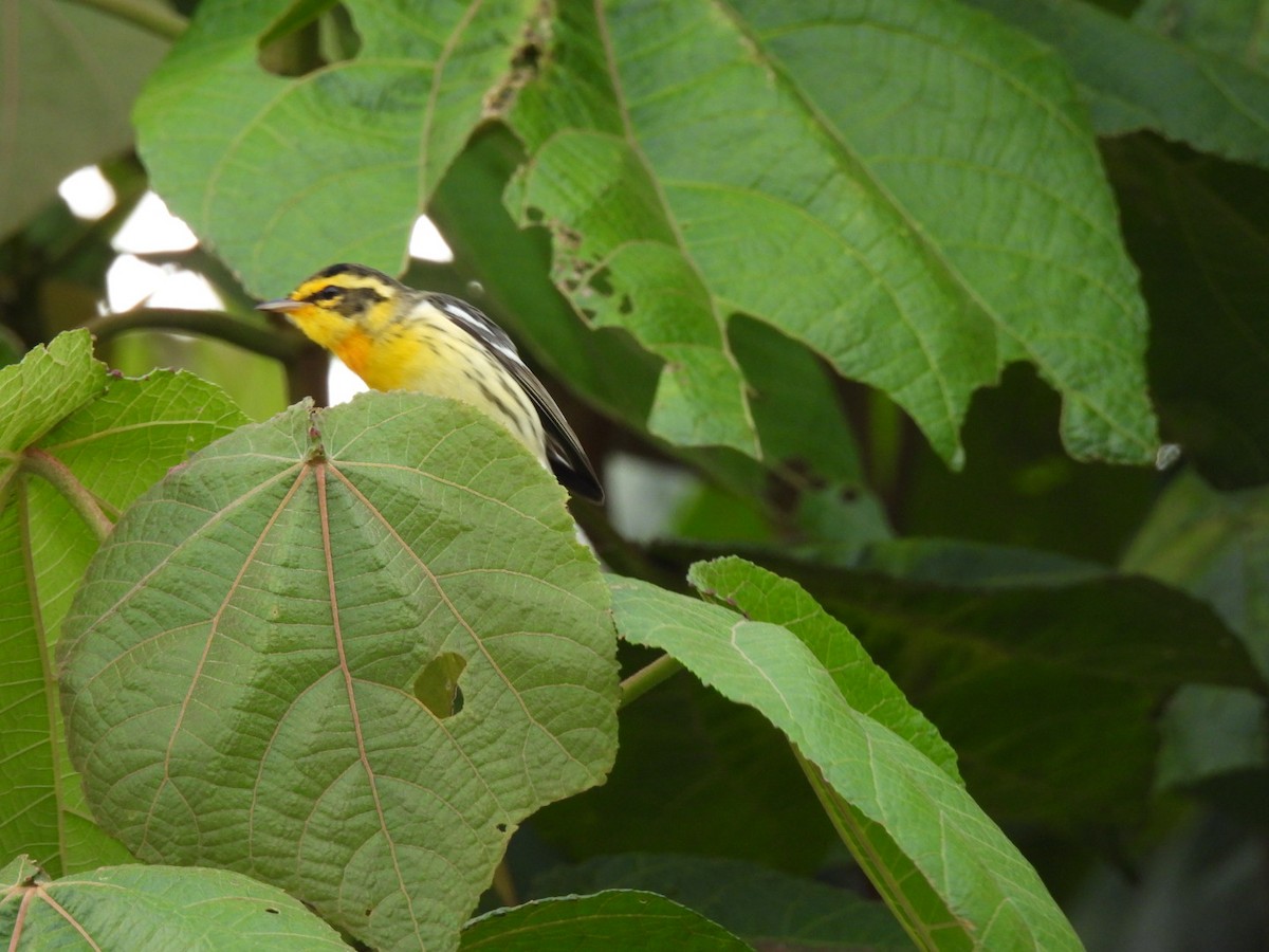 Blackburnian Warbler - ML628348350