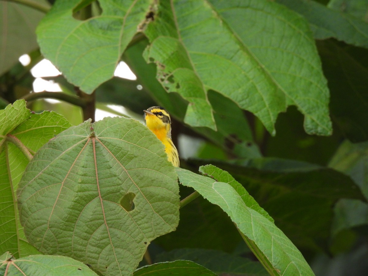 Blackburnian Warbler - ML628348351