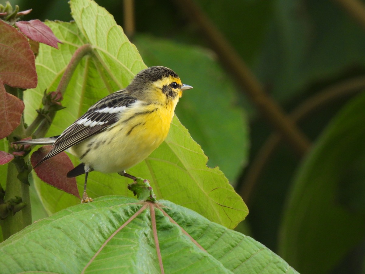 Blackburnian Warbler - ML628348352