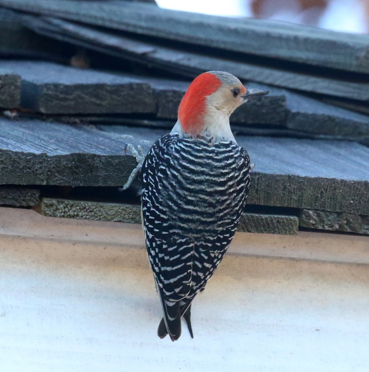 Red-bellied Woodpecker - ML628348411