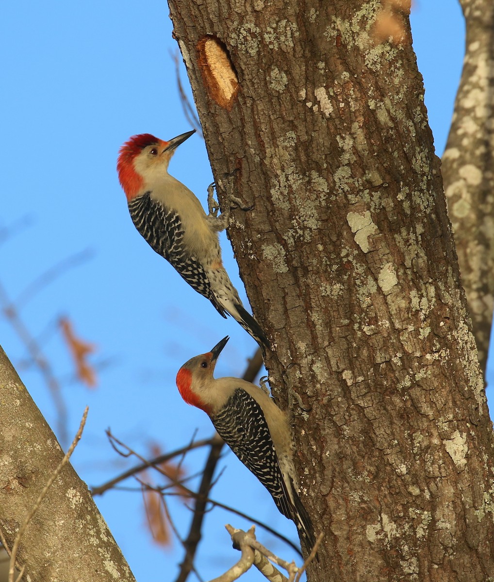 Red-bellied Woodpecker - ML628348412
