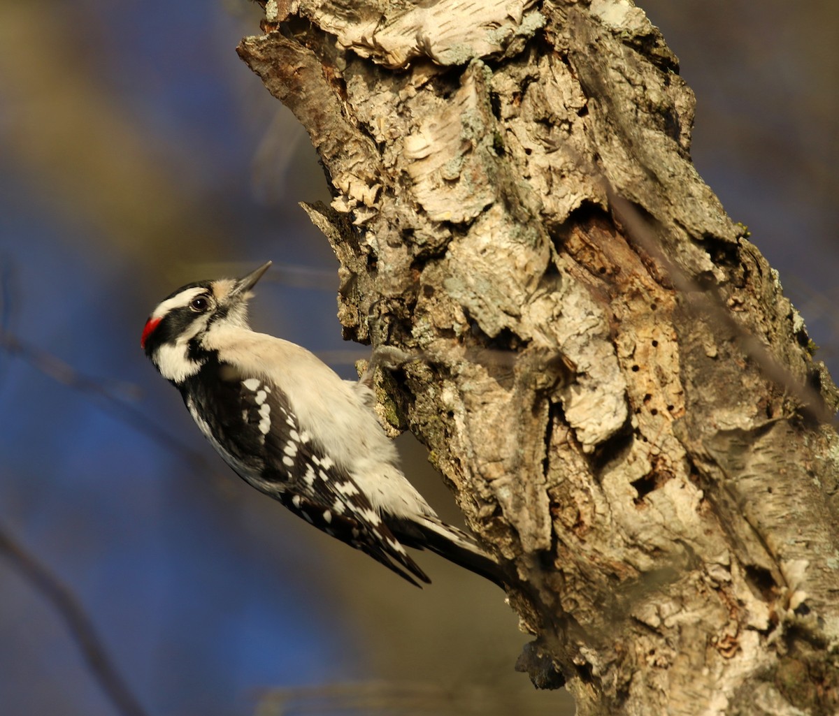 Downy Woodpecker - ML628348427