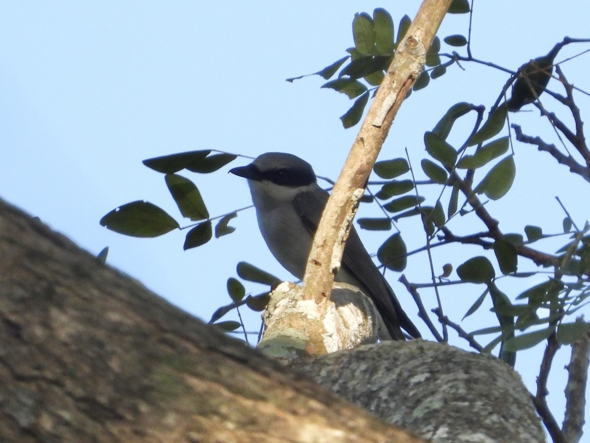 Large Woodshrike - ML628348466