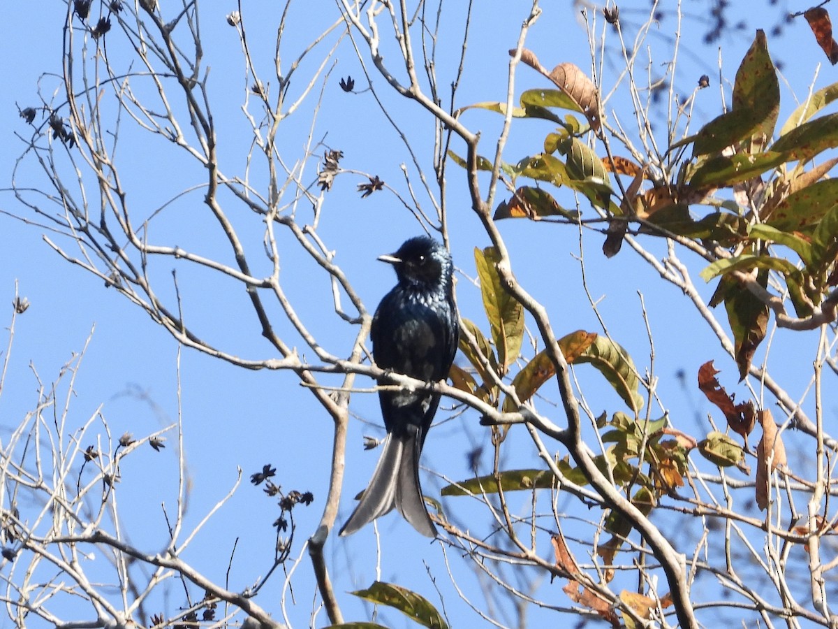 Bronzed Drongo - ML628348470