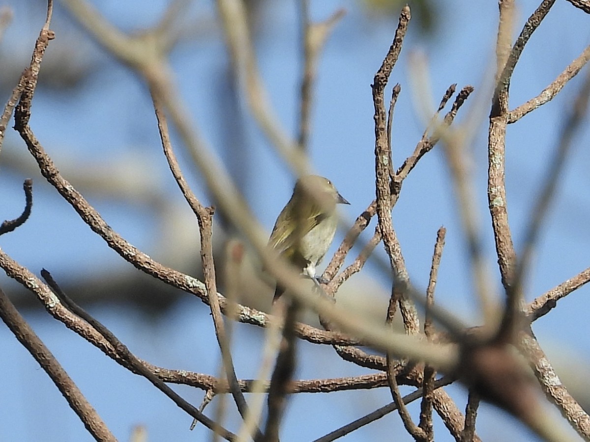 Thick-billed Flowerpecker - ML628348490