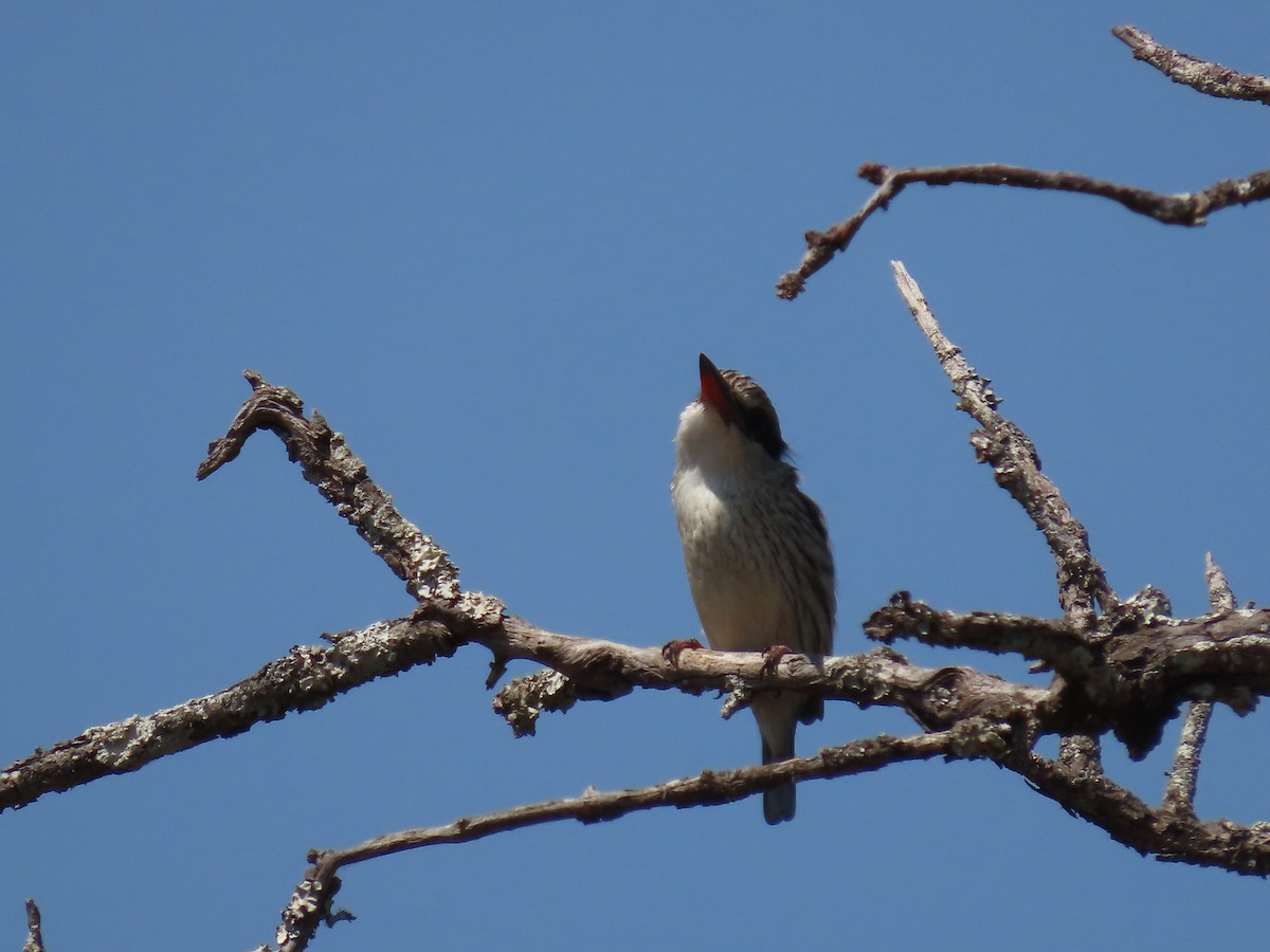 Striped Kingfisher - ML628348614