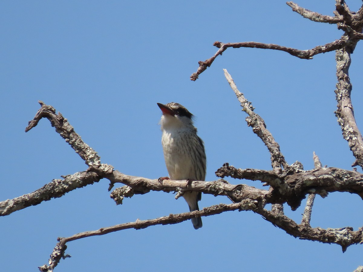 Striped Kingfisher - ML628348615