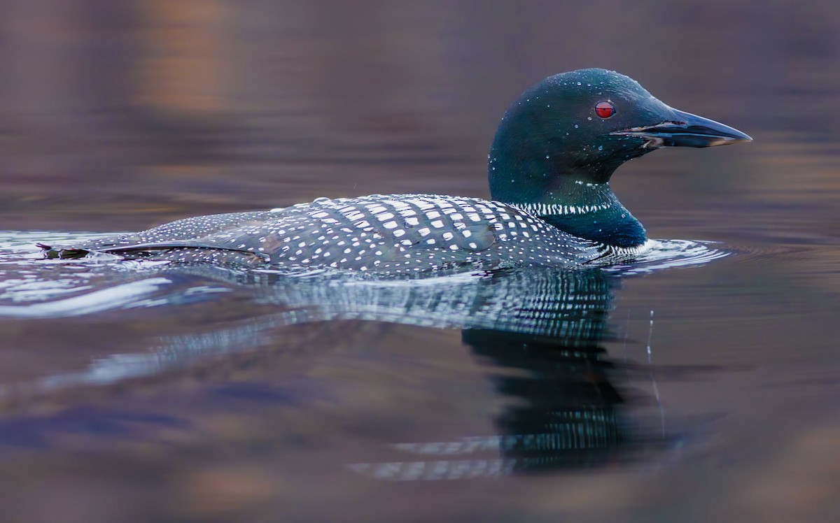 Common Loon - ML628348625