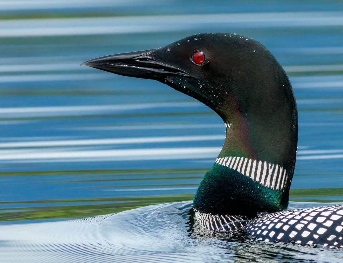Common Loon - ML628348626