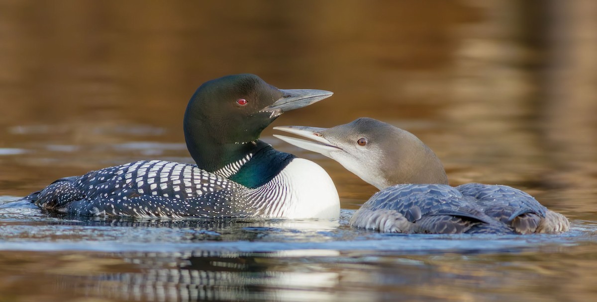 Common Loon - ML628348627