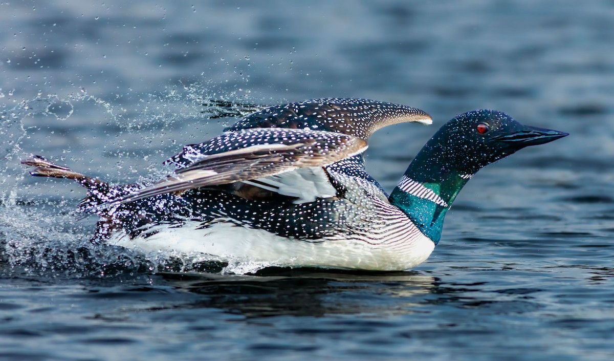 Common Loon - ML628348628
