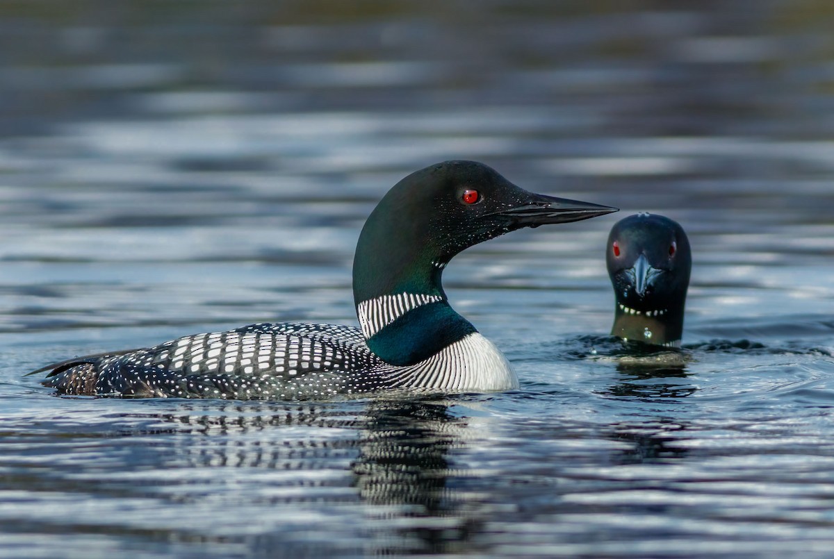 Common Loon - ML628348629