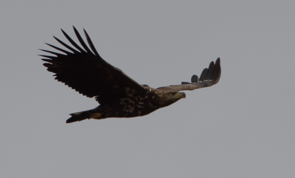 White-tailed Eagle - ML628348683
