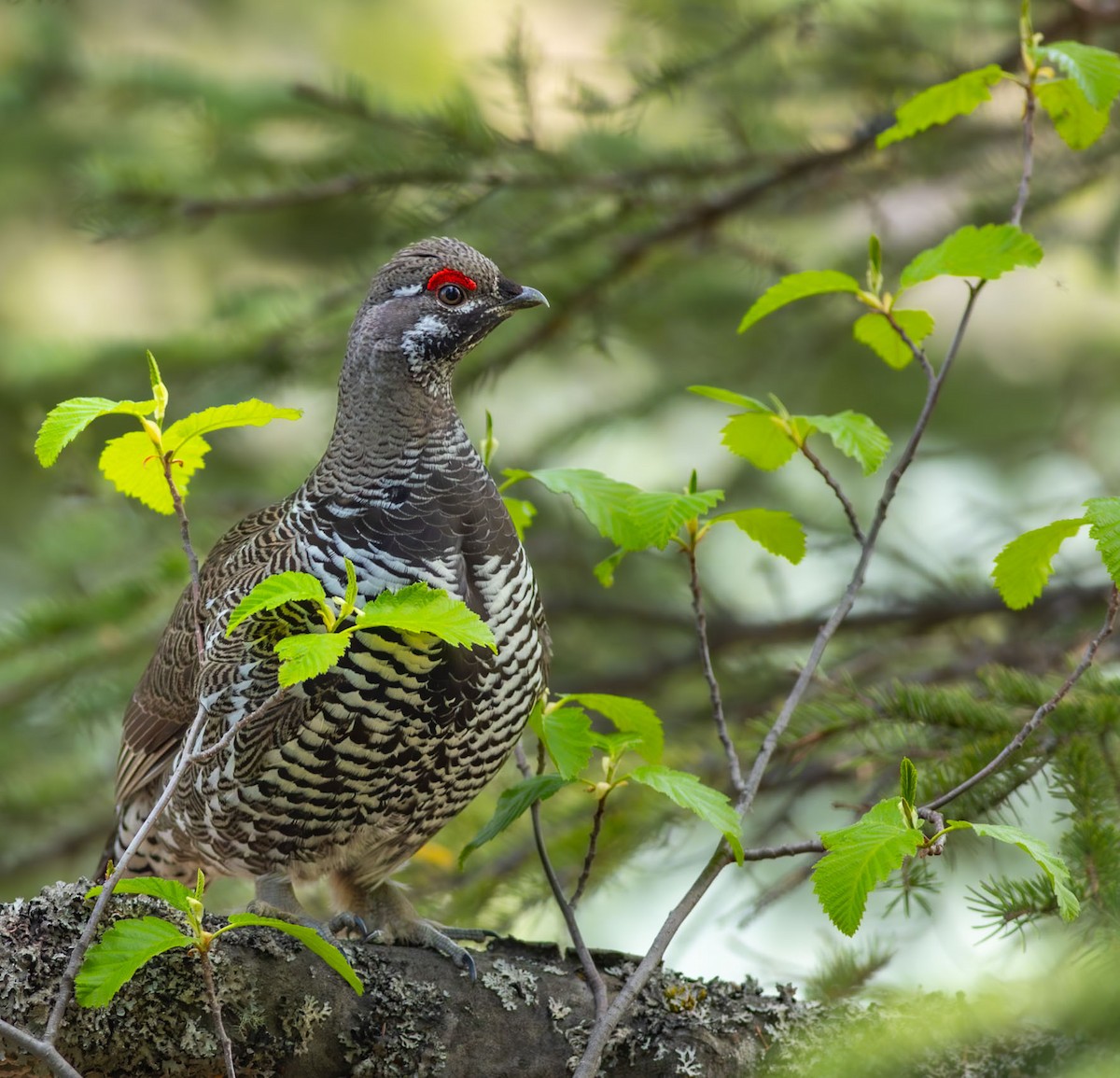 Spruce Grouse - ML628348770