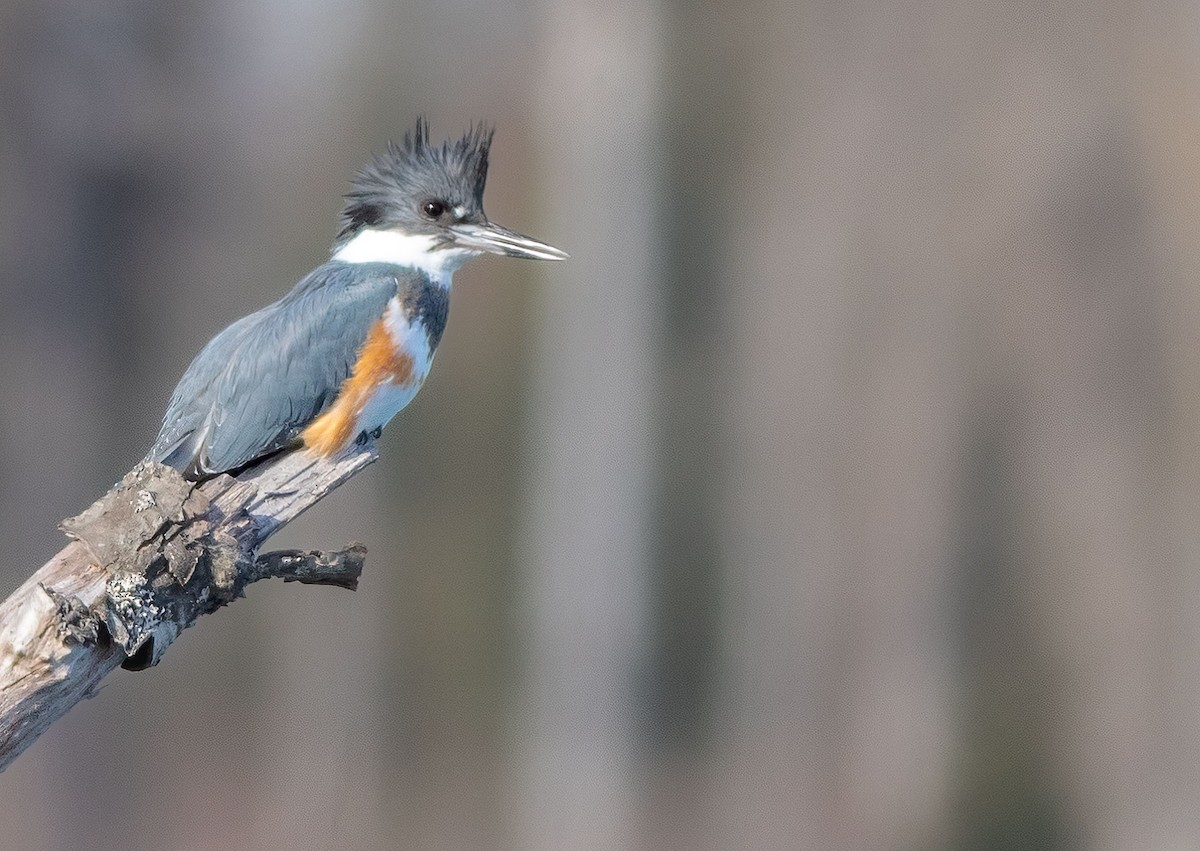 Belted Kingfisher - ML628348772