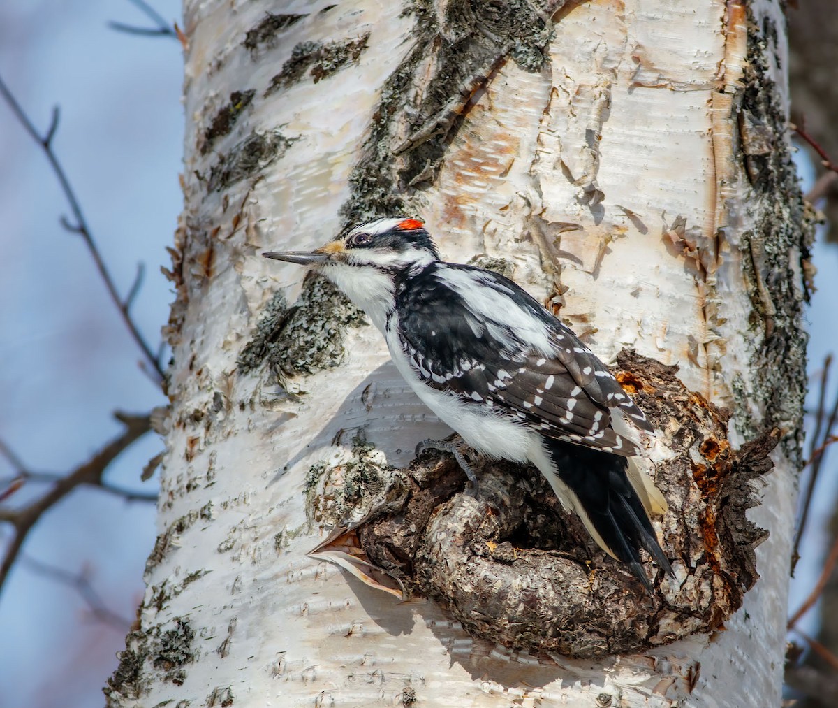Hairy Woodpecker - ML628348779