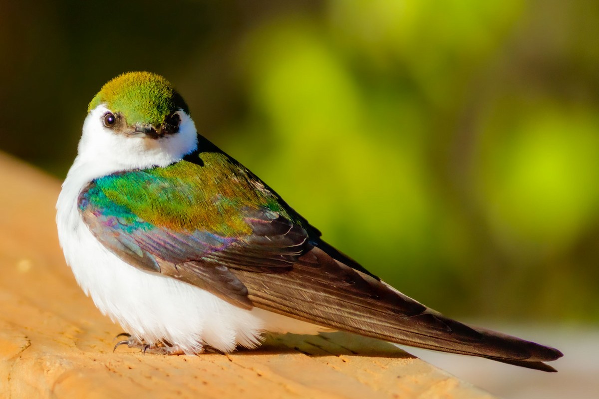 Violet-green Swallow - ML628348782