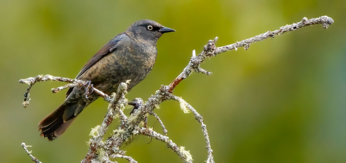 Rusty Blackbird - ML628348875