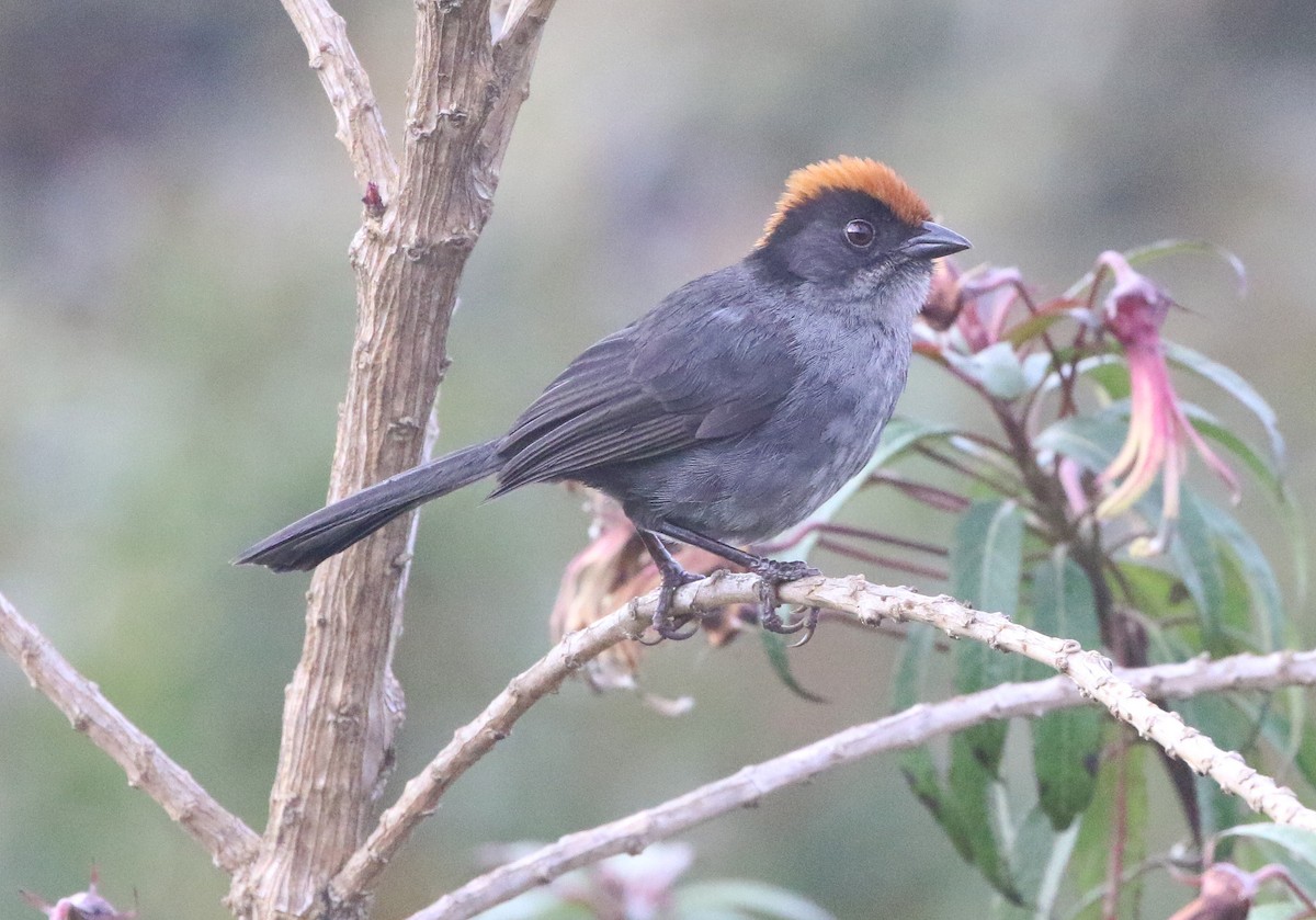 Cuzco Brushfinch - ML628348898