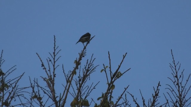 マダガスカルムクドリ - ML628348957