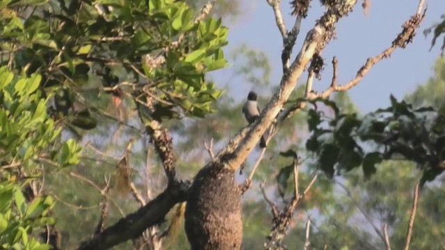 Madagascar Cuckooshrike - ML628349012