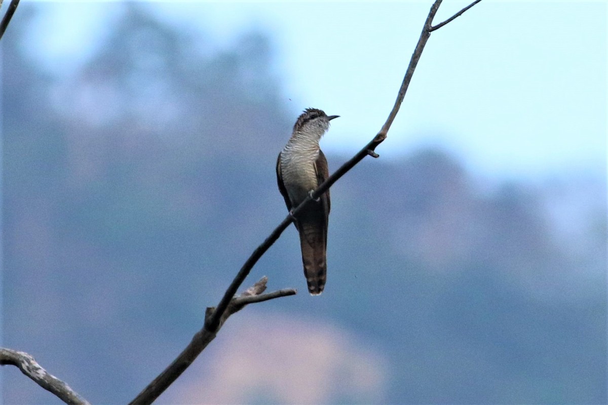 vatregjøk - ML628349034