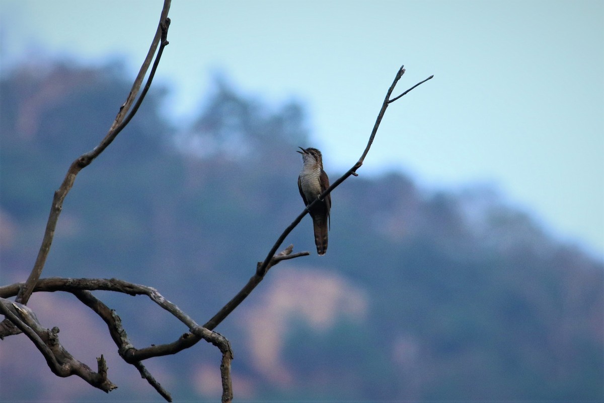 vatregjøk - ML628349035