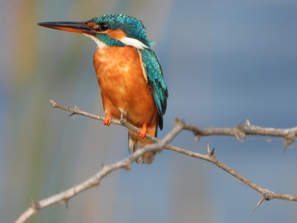 Common Kingfisher - SRINIVASAN M VASAN