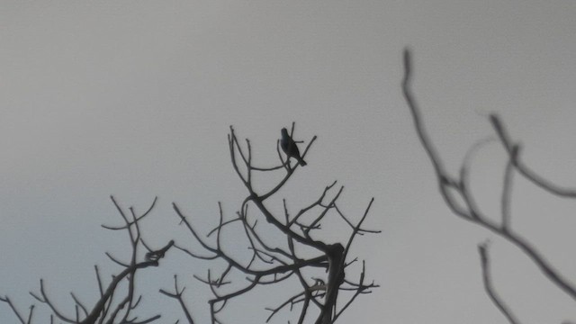 マダガスカルタイヨウチョウ - ML628349066