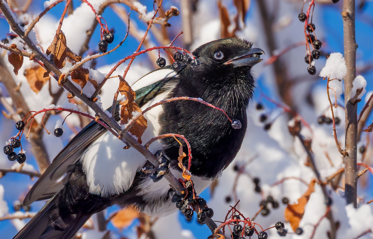 Black-billed Magpie - ML628349129