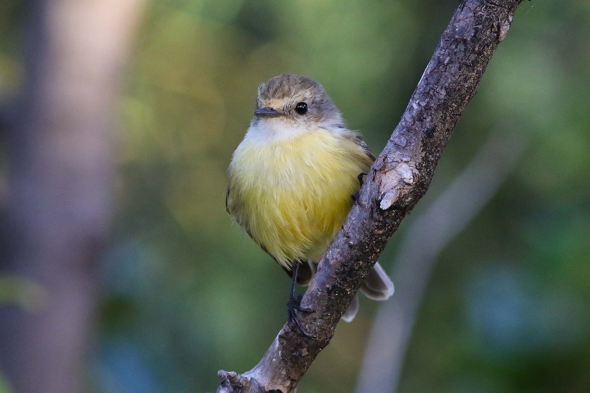 Brujo Flycatcher (Galapagos) - ML62834941