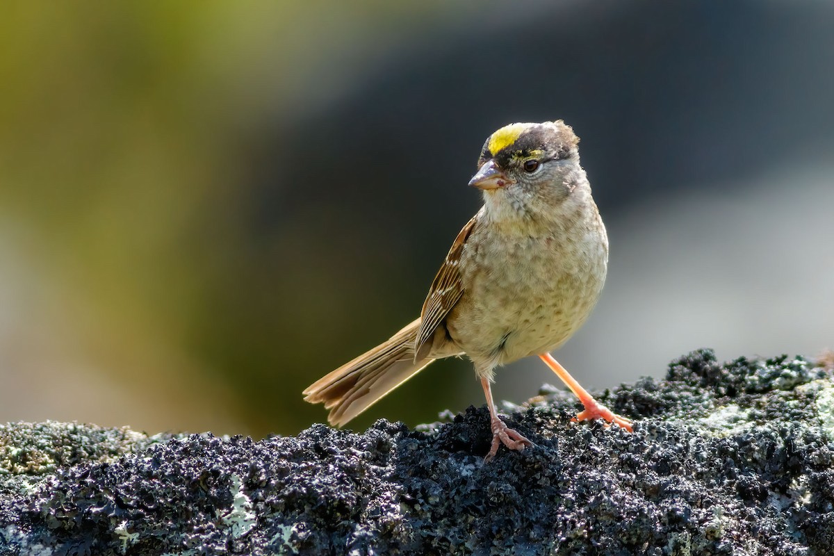 Golden-crowned Sparrow - ML628349497
