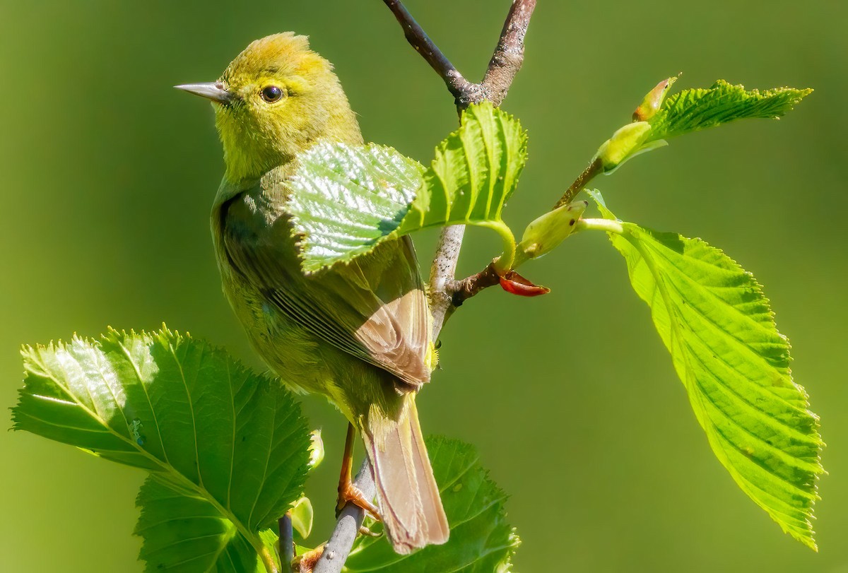 Wilson's Warbler - ML628349505