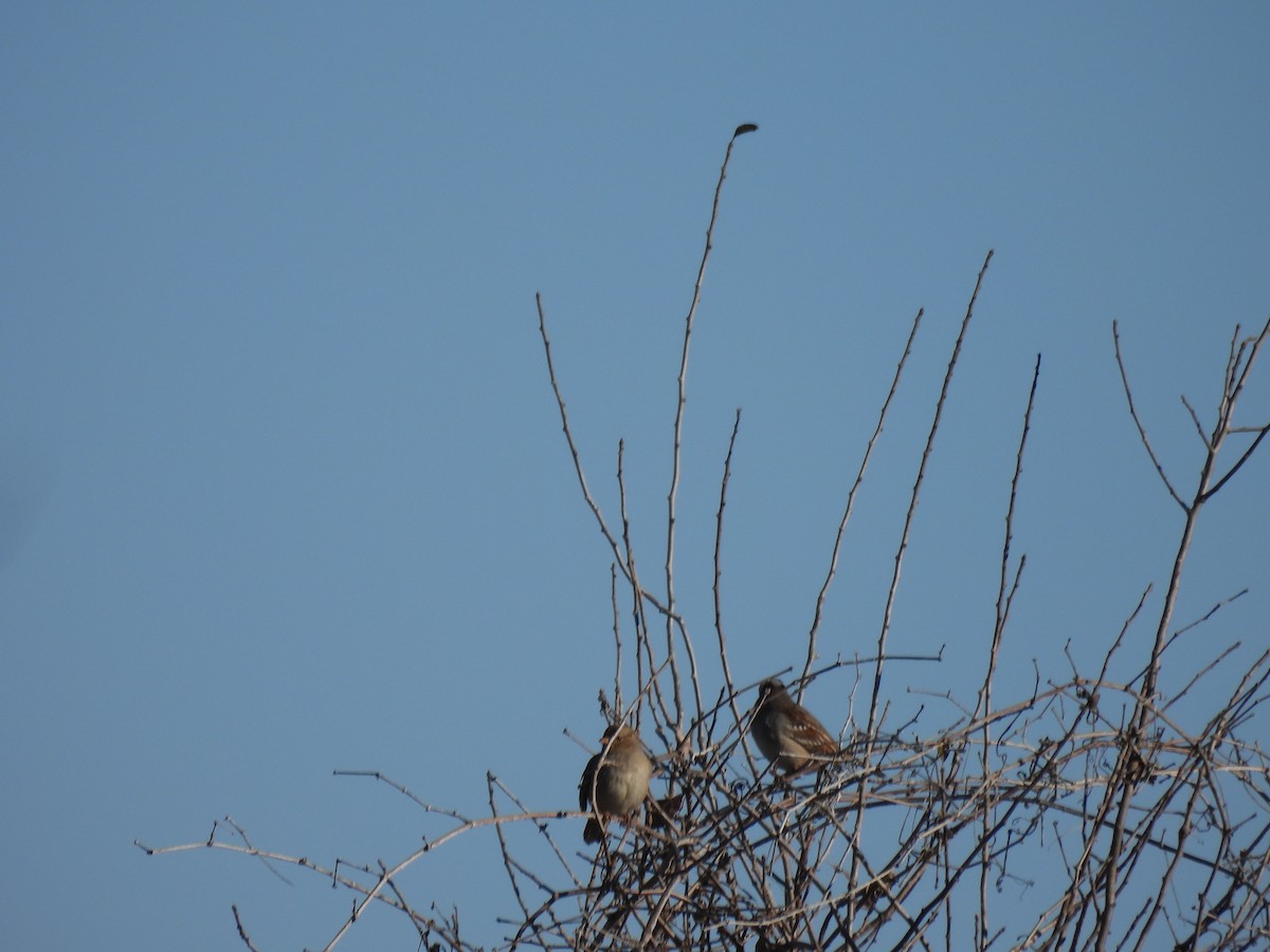 White-crowned Sparrow - ML628349517