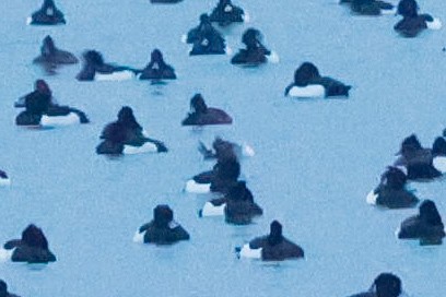 Bufflehead - ML628349833
