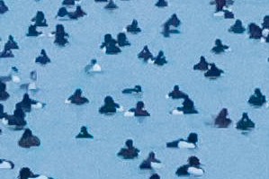 Bufflehead - ML628349834