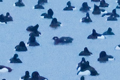 Bufflehead - ML628349835