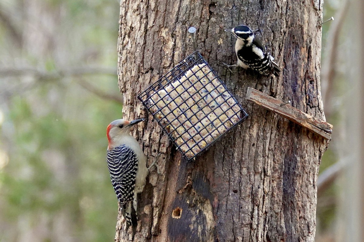 Red-bellied Woodpecker - ML628349860