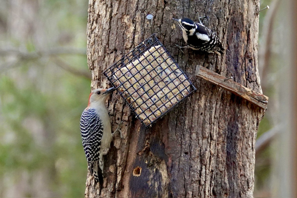 Downy Woodpecker - ML628349874